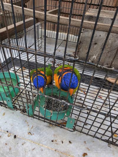 Rainbow Lorry breeder pair