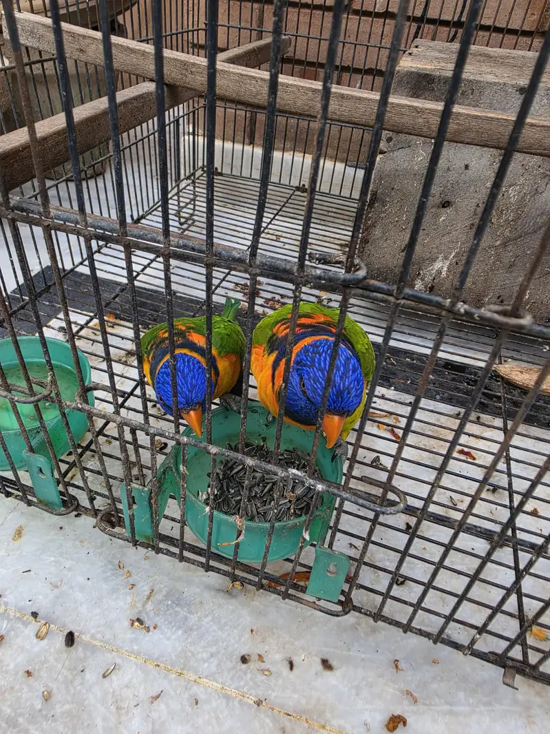 Rainbow Lorry breeder pair