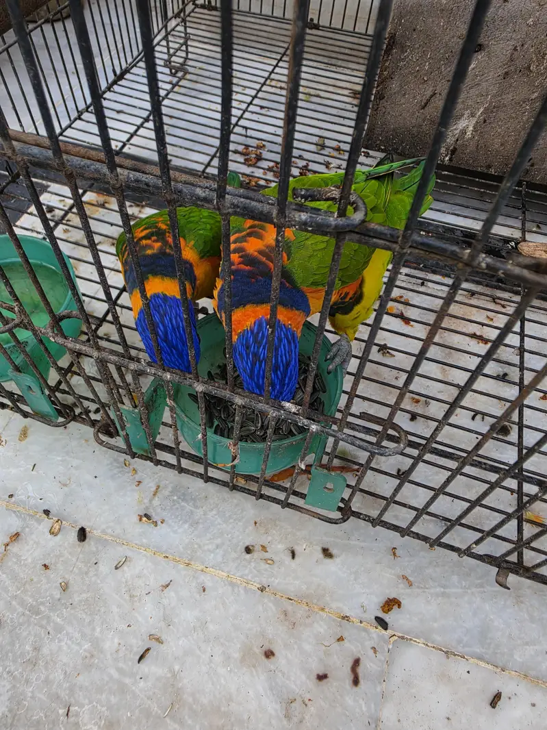 Rainbow Lorry breeder pair — photo 2
