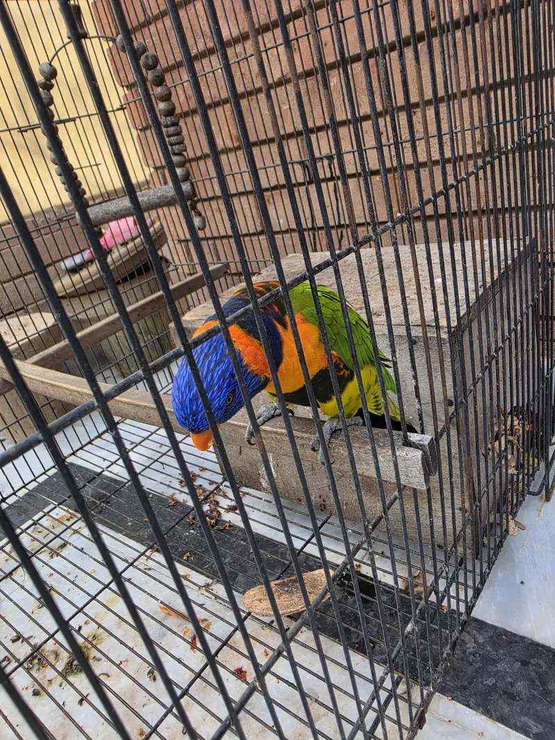 Rainbow Lorry breeder pair — photo 3