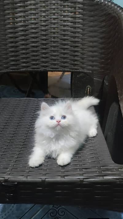 Persian cat for sale 2 month age Whatsapp no 03039430357
