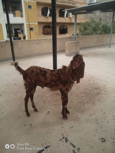 bakrah for sale nawab sahah nasal