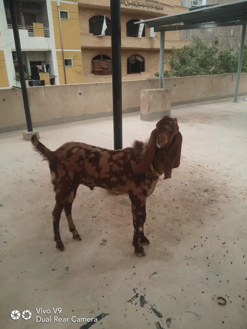 bakrah for sale nawab sahah nasal