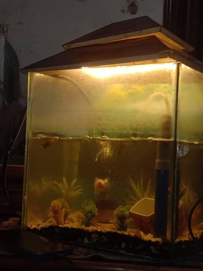 mini fish aquarium