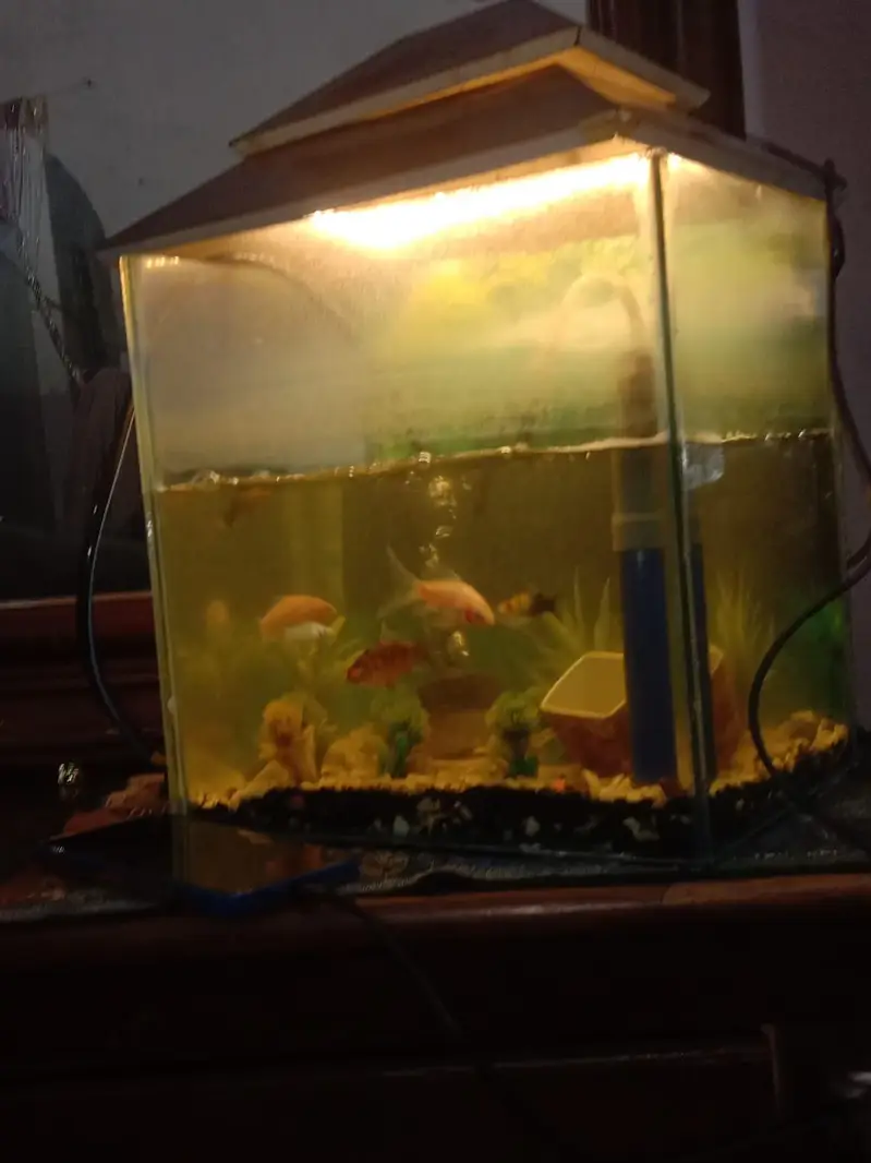 mini fish aquarium — photo 2