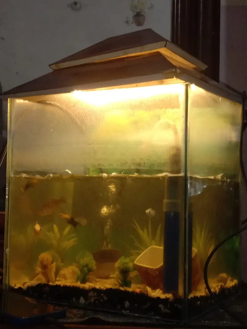 mini fish aquarium — photo 3