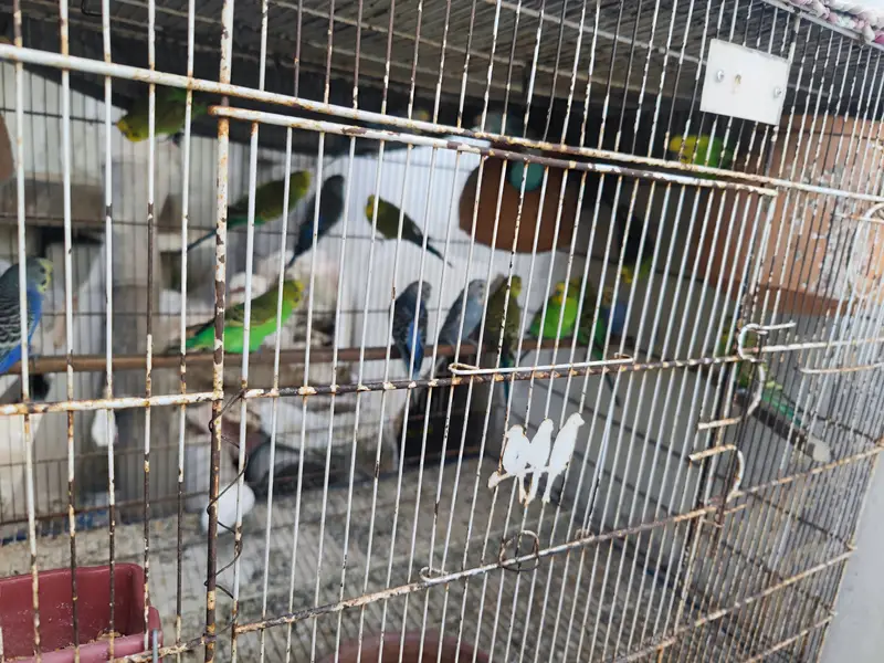 Australian birds — photo 2