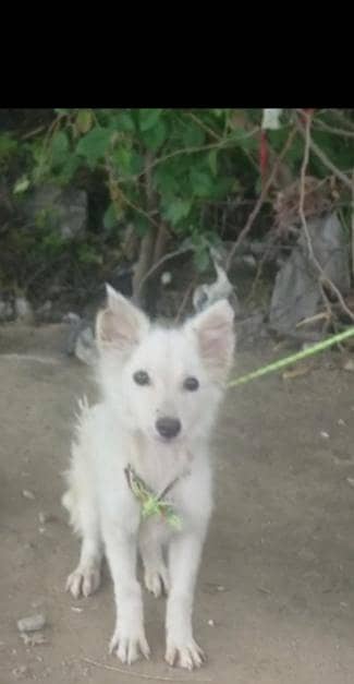Russian female teen mahine age for sale