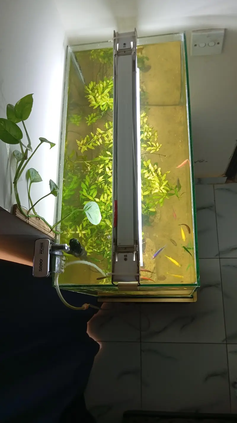Aquatic Aquarium With Complete Setup Contc# 03462820382 — photo 4
