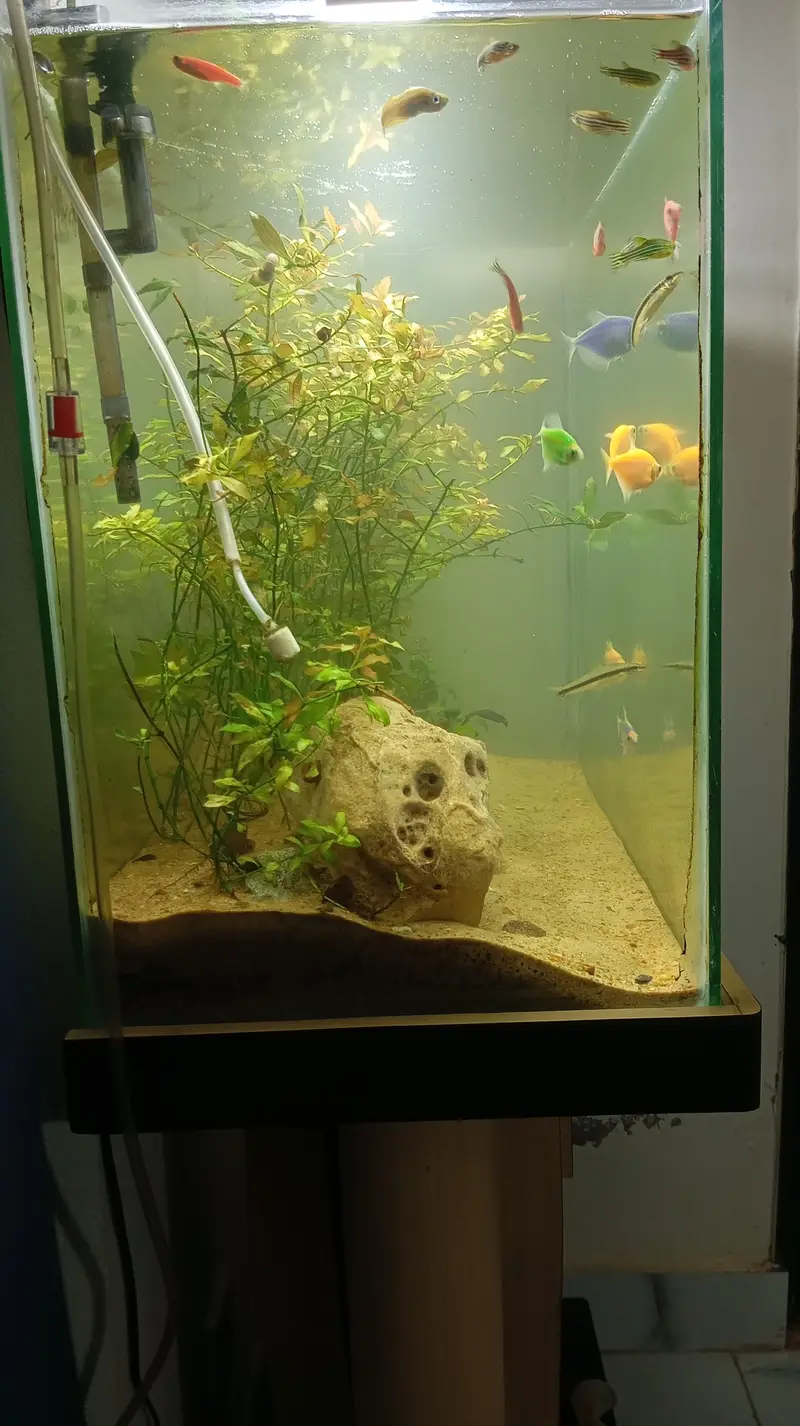 Aquatic Aquarium With Complete Setup Contc# 03462820382 — photo 5