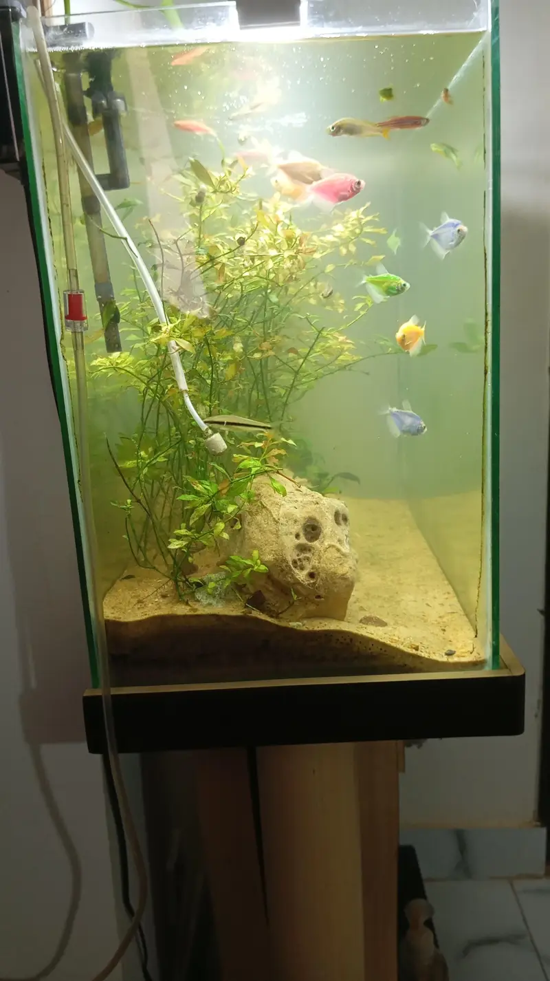 Aquatic Aquarium With Complete Setup Contc# 03462820382 — photo 6