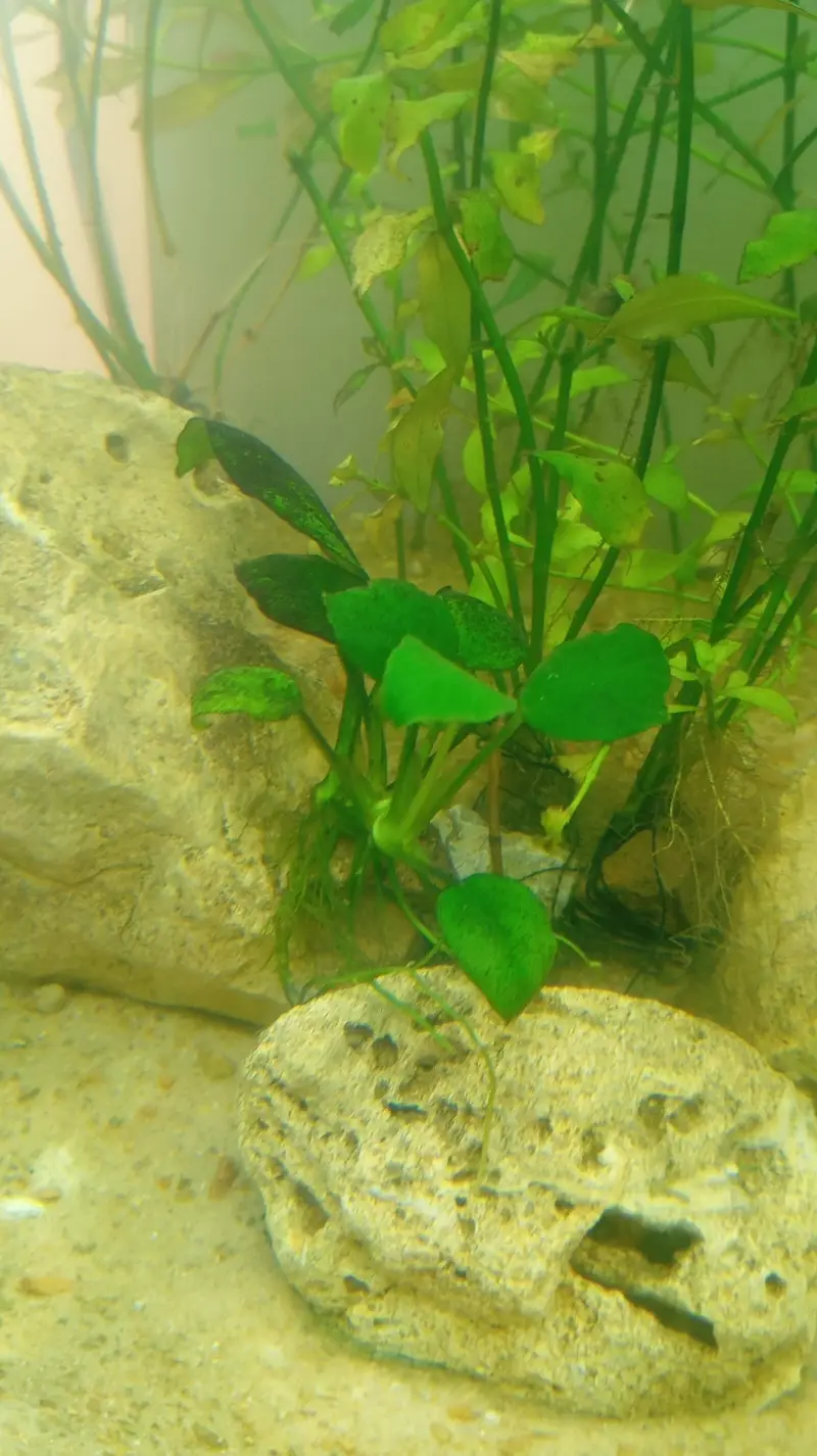 Aquatic Aquarium With Complete Setup Contc# 03462820382 — photo 7