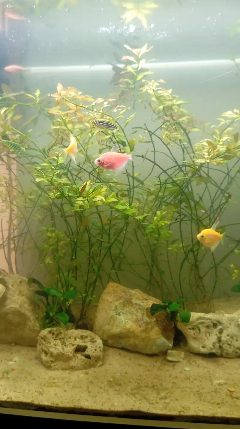 Aquatic Aquarium With Complete Setup Contc# 03462820382 — photo 8
