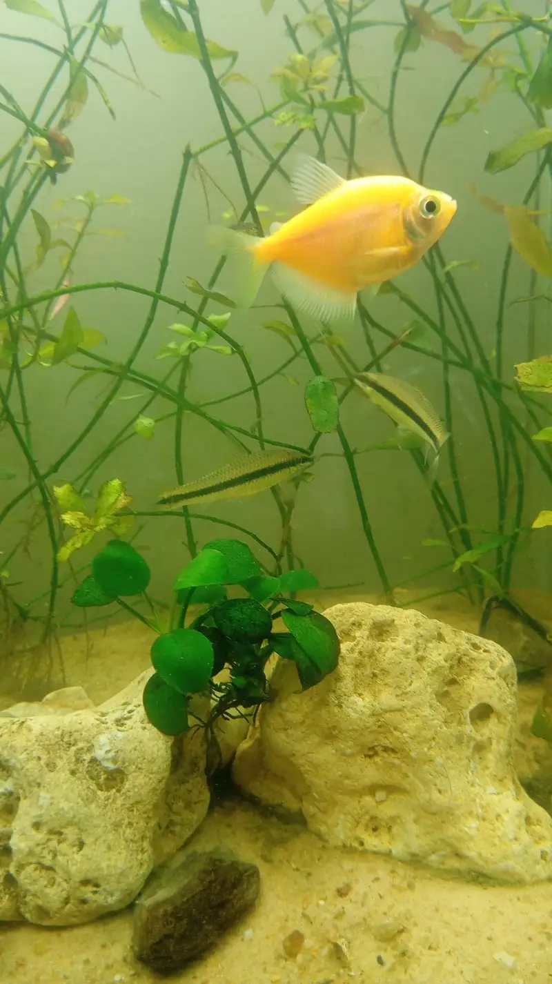 Aquatic Aquarium With Complete Setup Contc# 03462820382 — photo 9