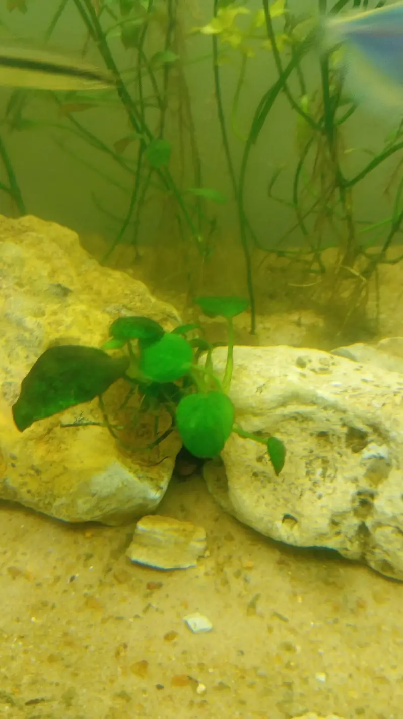 Aquatic Aquarium With Complete Setup Contc# 03462820382 — photo 10