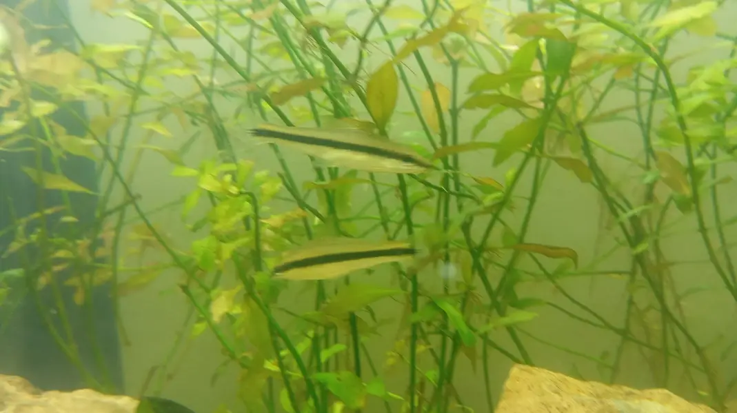 Aquatic Aquarium With Complete Setup Contc# 03462820382 — photo 11