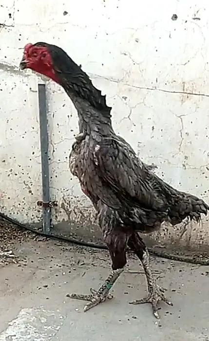 long higheted shamoo chicks — photo 2