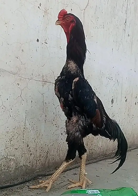 long higheted shamoo chicks — photo 3