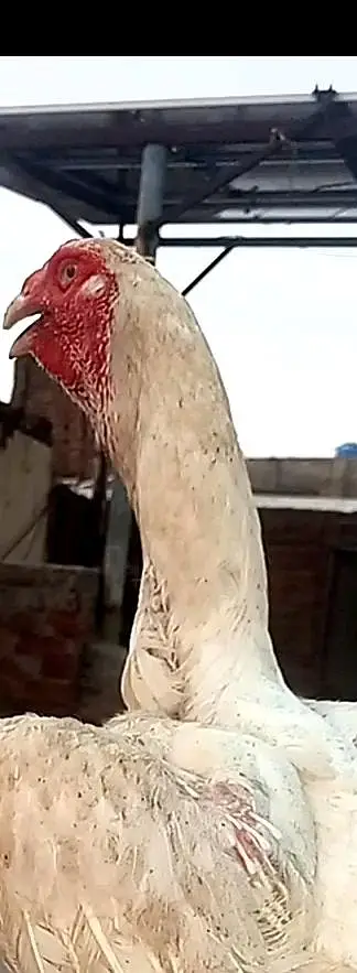 long higheted shamoo chicks — photo 4
