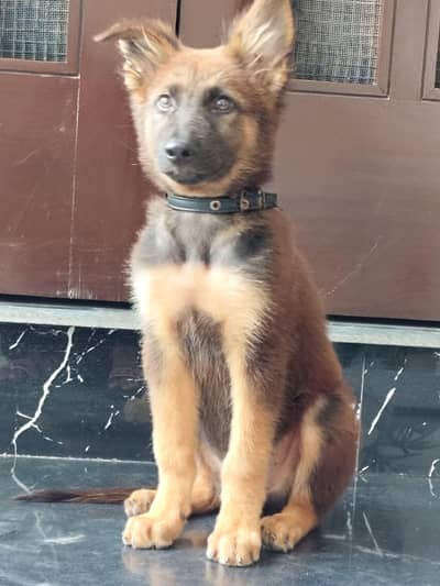 friendly german male puppy for sale 0334 6225113
