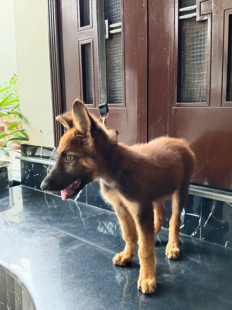 friendly german male puppy for sale 0334 6225113 — photo 2