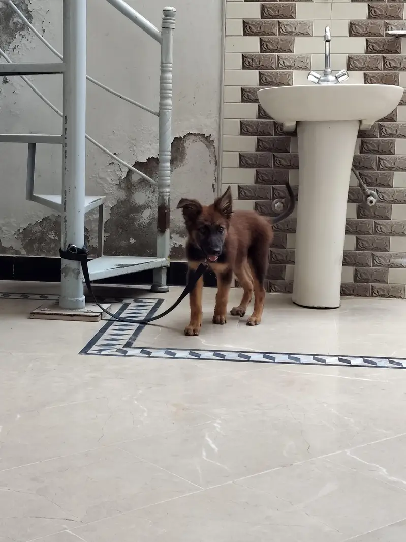 friendly german male puppy for sale 0334 6225113 — photo 3