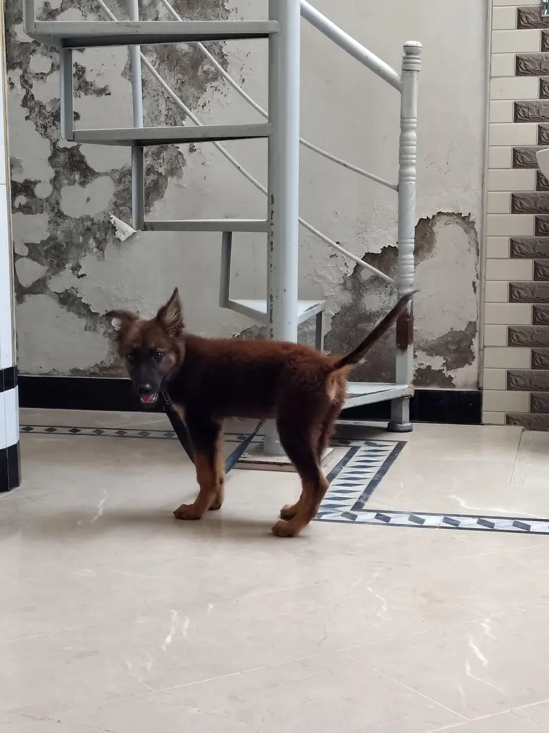 friendly german male puppy for sale 0334 6225113 — photo 4
