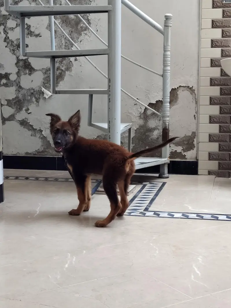 friendly german male puppy for sale 0334 6225113 — photo 5
