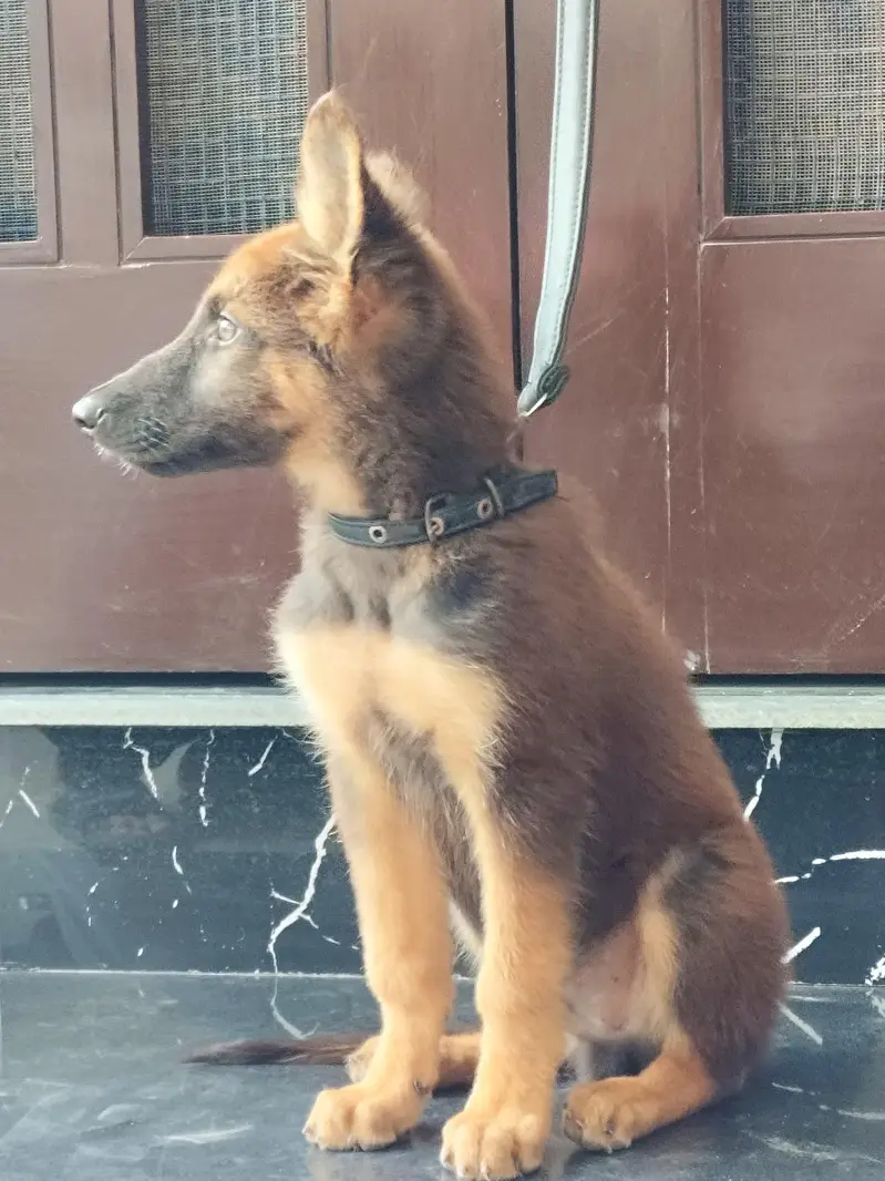 friendly german male puppy for sale 0334 6225113 — photo 6