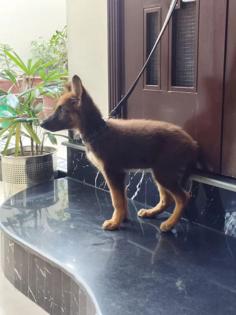 friendly german male puppy for sale 0334 6225113 — photo 7