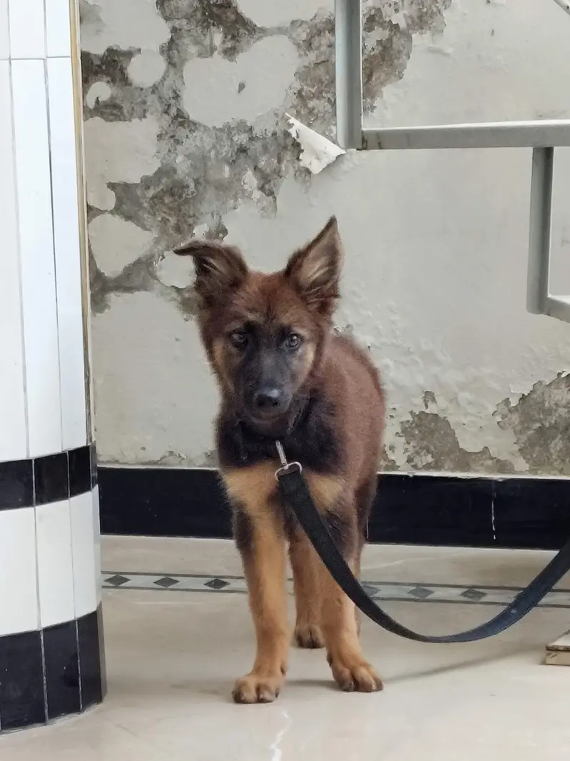 friendly german male puppy for sale 0334 6225113 — photo 8