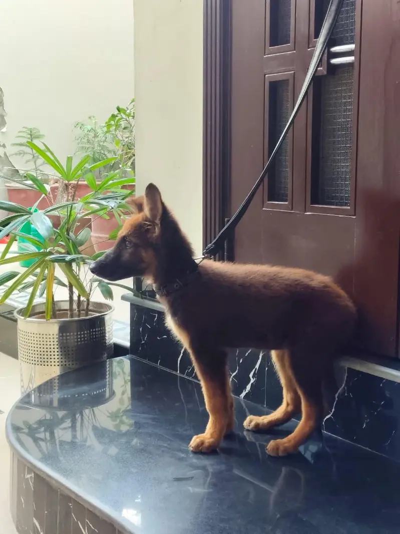 friendly german male puppy for sale 0334 6225113 — photo 9