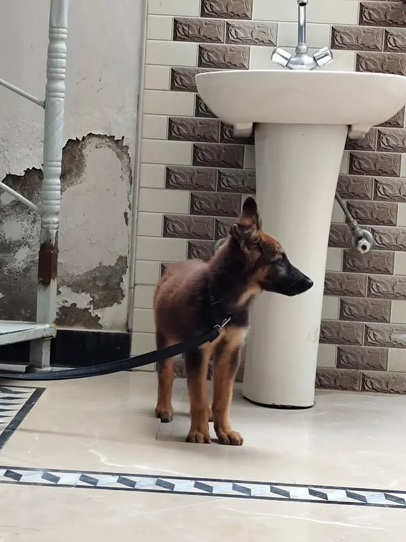 friendly german male puppy for sale 0334 6225113 — photo 10