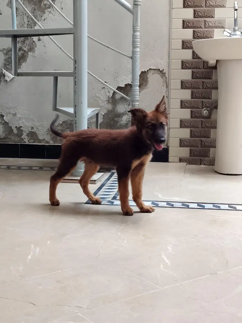 friendly german male puppy for sale 0334 6225113 — photo 11