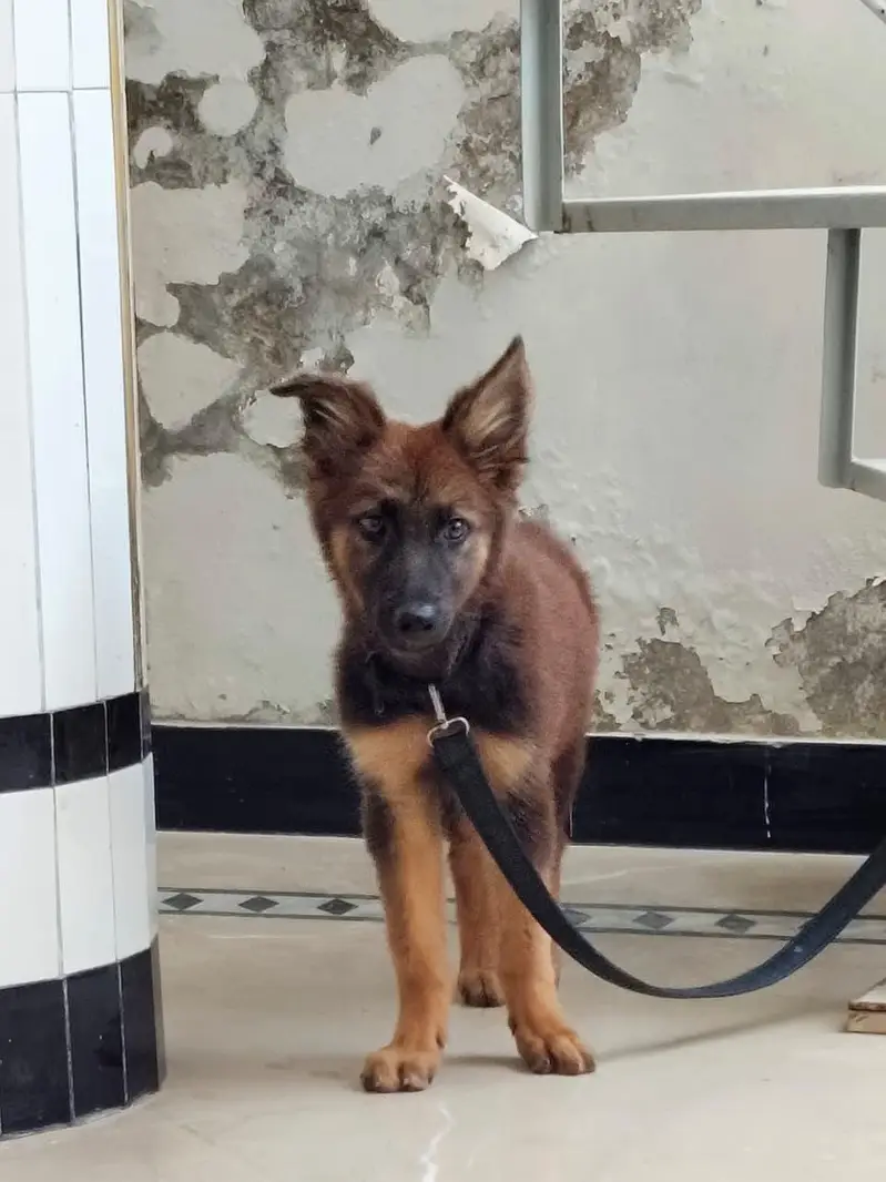 friendly german male puppy for sale 0334 6225113 — photo 12
