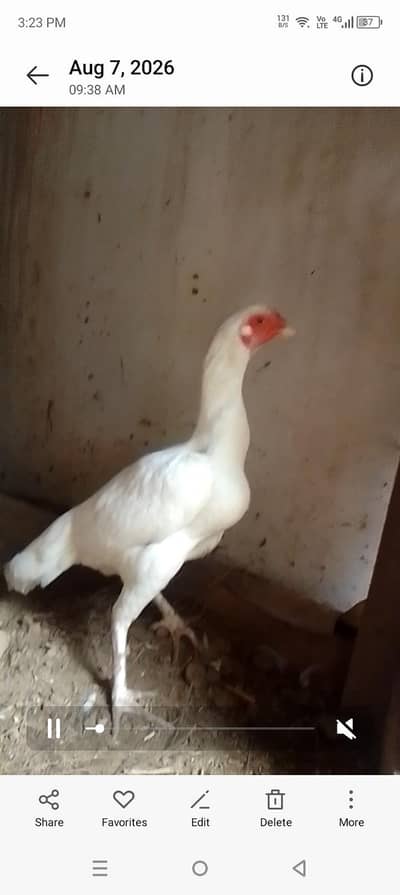 paper white Heera pear white nok nalee