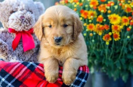 TOP QUALITY GOLDEN RETRIEVER PUPPIES AVAILABLE FOR SALE