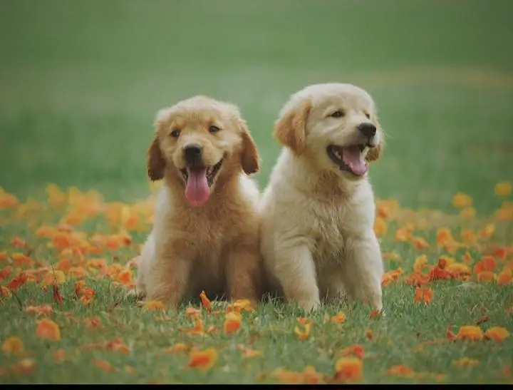 TOP QUALITY GOLDEN RETRIEVER PUPPIES AVAILABLE FOR SALE — photo 2