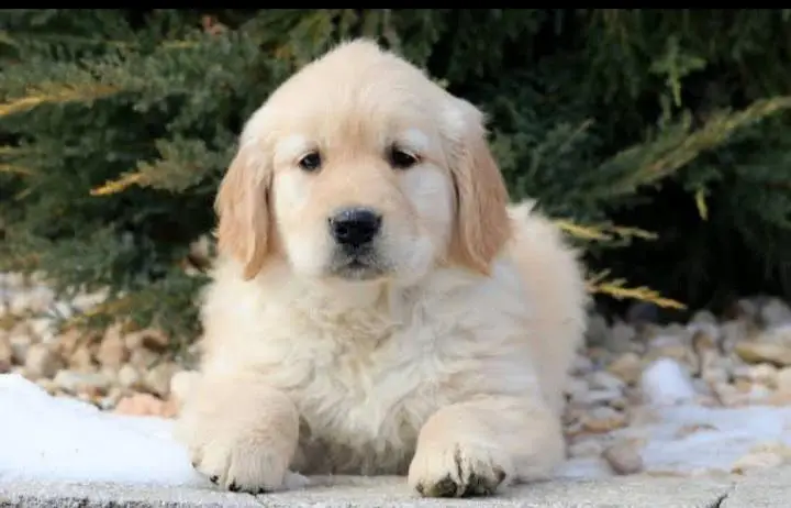 TOP QUALITY GOLDEN RETRIEVER PUPPIES AVAILABLE FOR SALE — photo 3