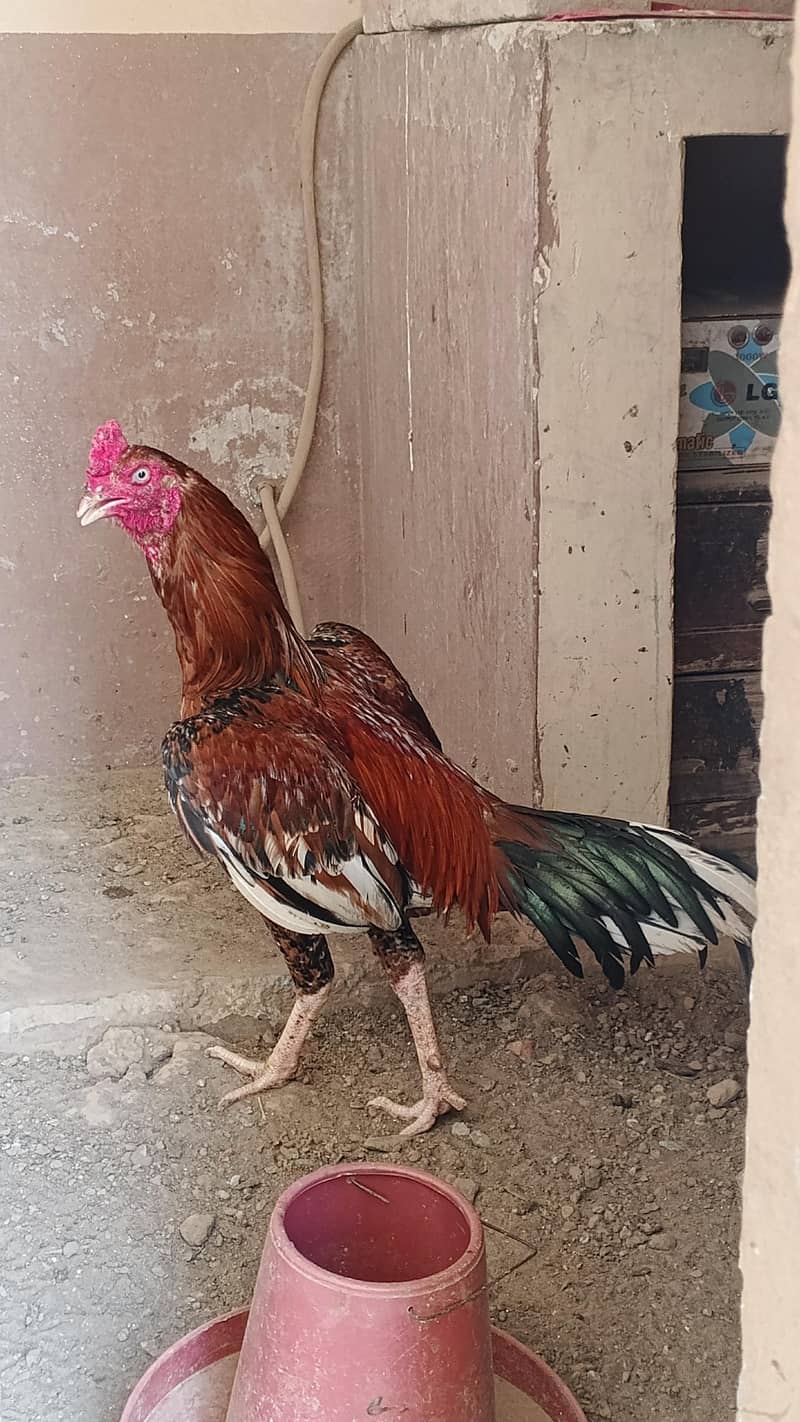 Pure Sindhi Pair 0