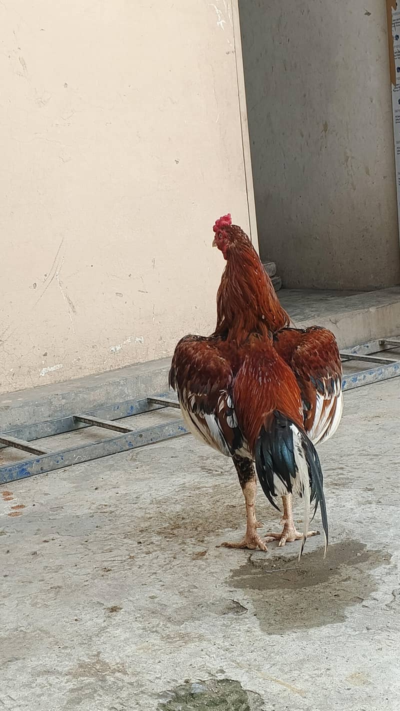 Pure Sindhi Pair 1