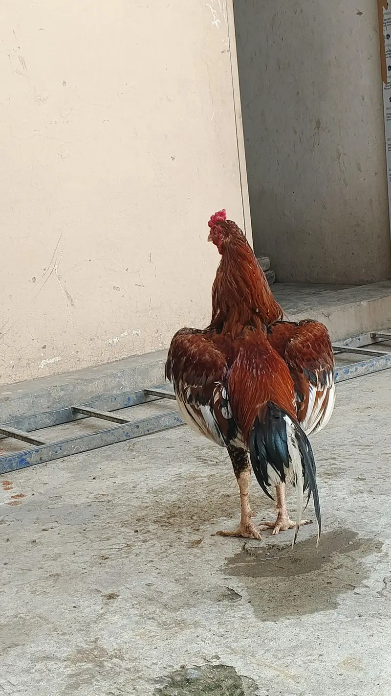 Pure Sindhi Pair — photo 2