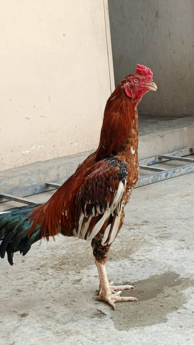 Pure Sindhi Pair 2