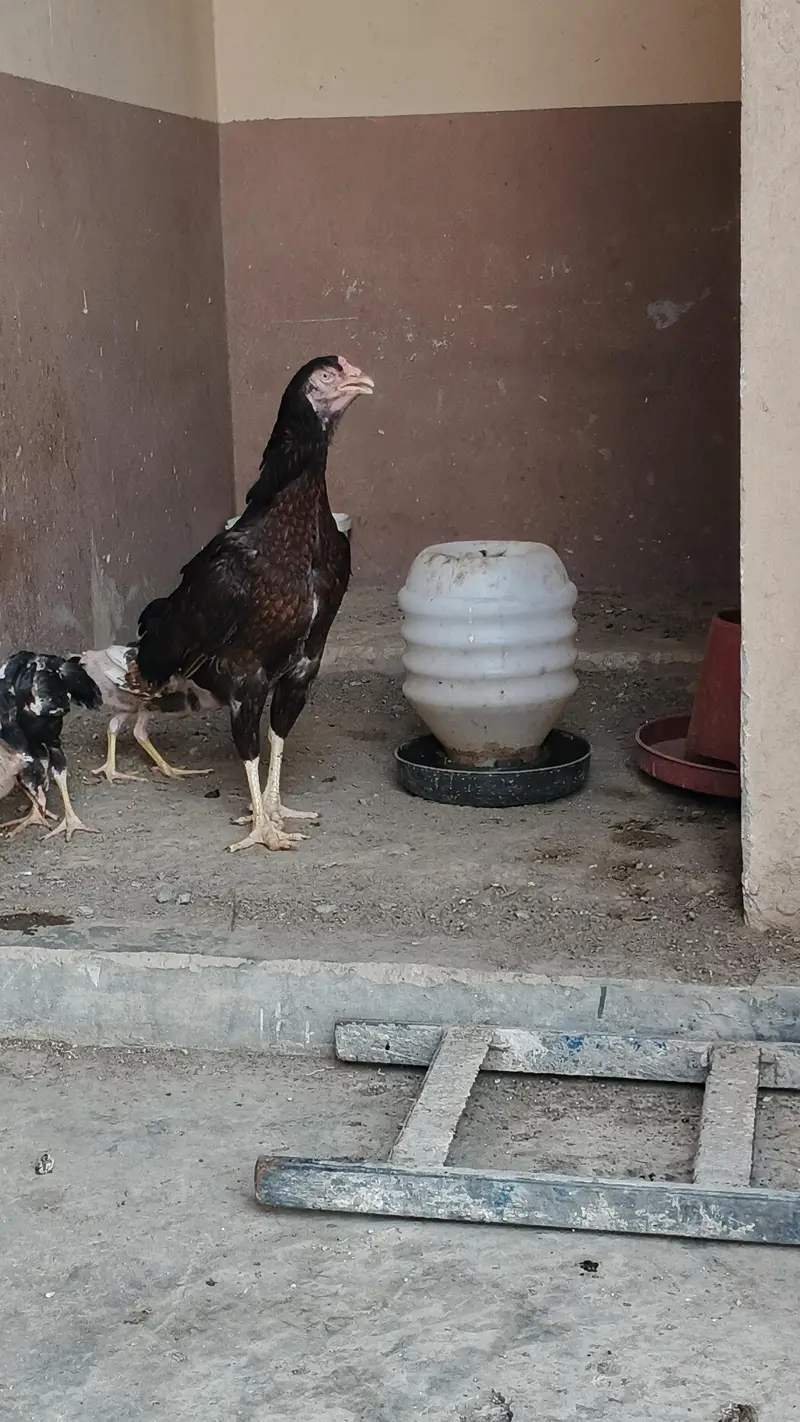 Pure Sindhi Pair — photo 4