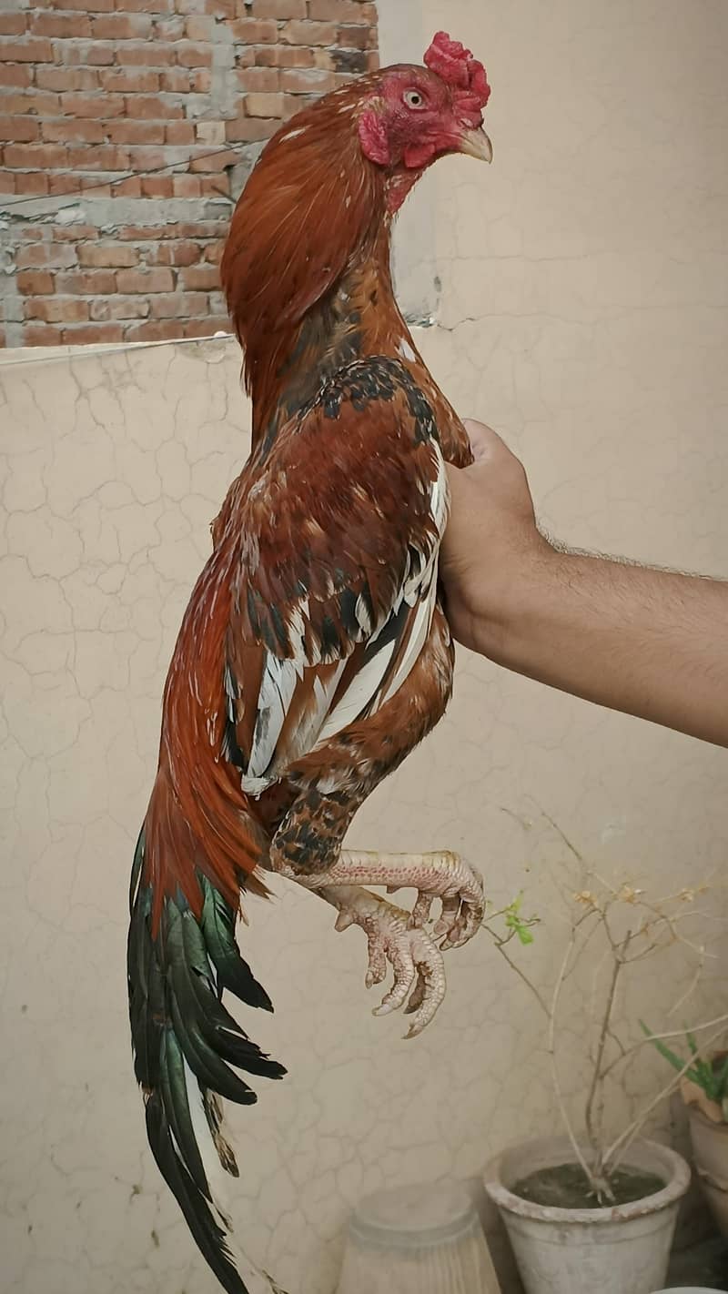 Pure Sindhi Pair 4