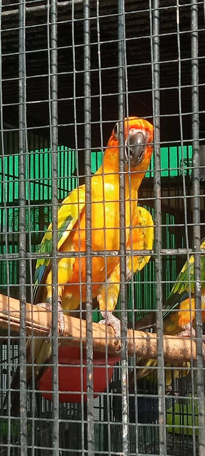 suncnor female