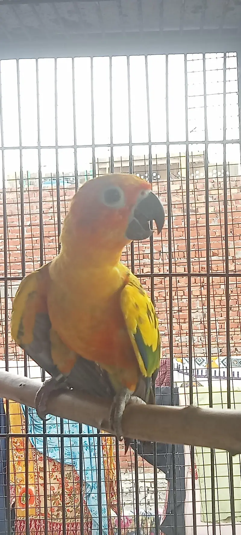 suncnor female — photo 2