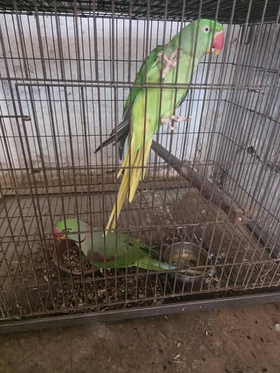 best breeder parrot