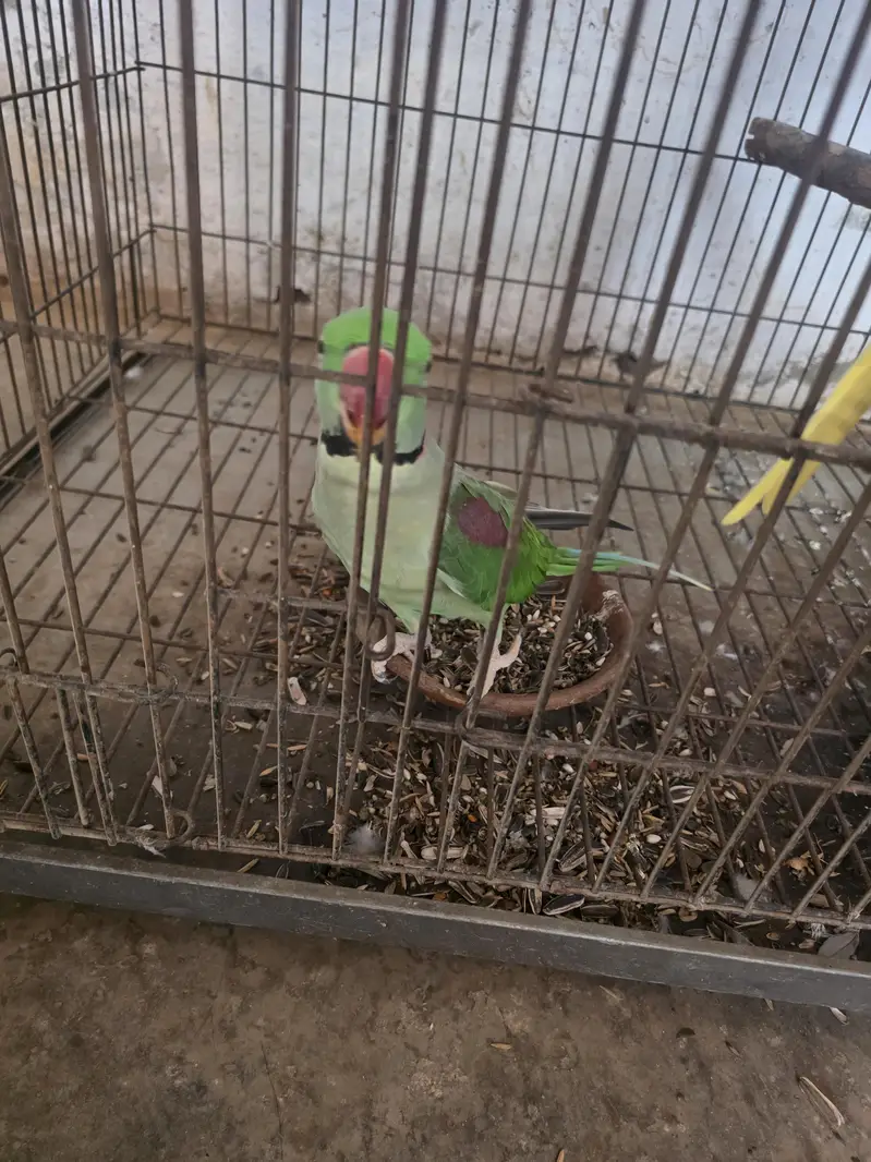 best breeder parrot — photo 2