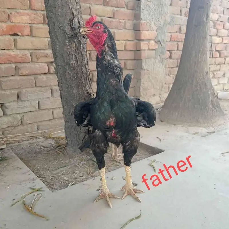 lasani mushki femal location gujar khan — photo 3